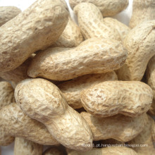 Exportação de boa qualidade Fresh Chinese Peanuts in Shell